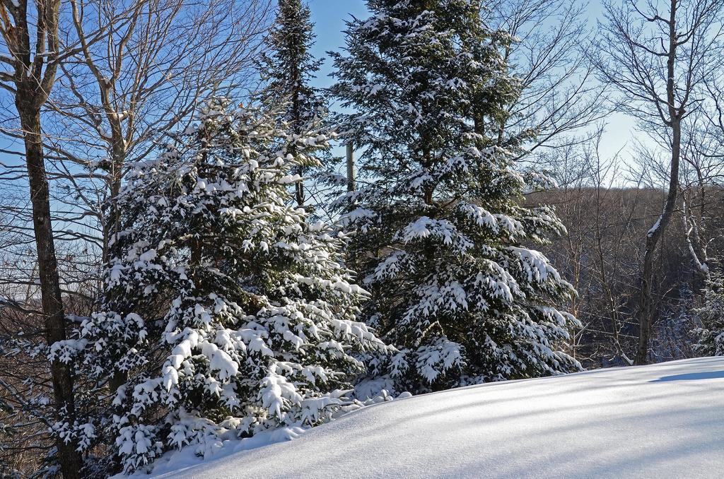 Jardin Du Village By Chez Tremblant Mont-Tremblant Rom bilde